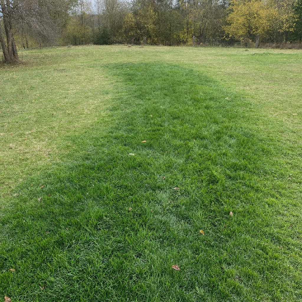 A soggy, unusually green patch of lawn over the drain field of a Norfolk home, a sign the septic tank needs pumping